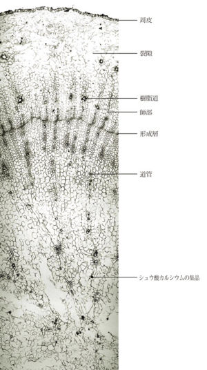 Tochimoto-Ginseng-cmt383.jpg