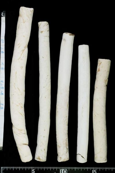File:Tochimoto-Dioscorea-サンヤク-河南-光山薬2等-(美康)-13.jpg