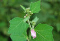 BG-ure02092.jpg
