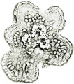 Thumbnail for version as of 12:14, 1 December 2010