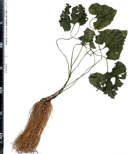 File:Tochimoto-Asiasarum-090727B-02.jpg