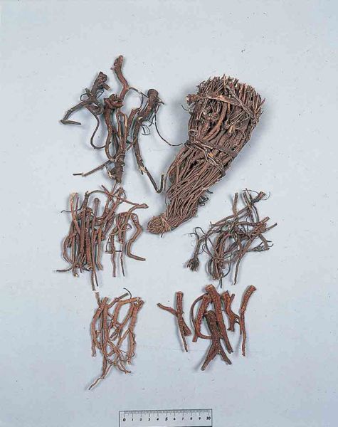 File:Alps:Bupleuri Radix3.jpg