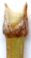 Thumbnail for version as of 22:06, 10 November 2010