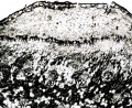 Thumbnail for version as of 12:14, 1 December 2010