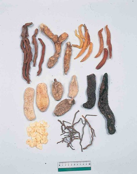 File:Alps:Rhizoma3.jpg