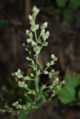 BG-blu04251.jpg