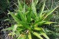 BG-cri10161.jpg