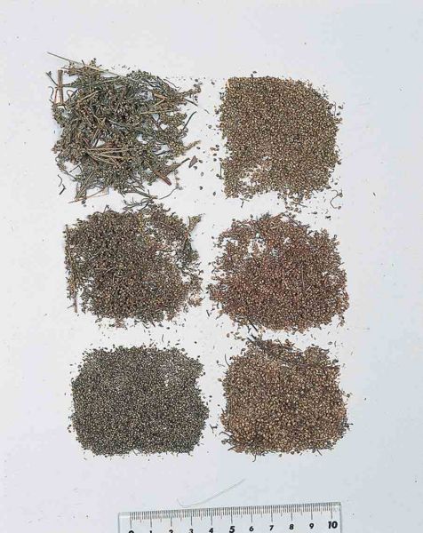 File:Alps:Artemisiae capillaris Flos.jpg