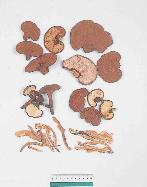 File:Alps:Lucid Ganoderma2.jpg