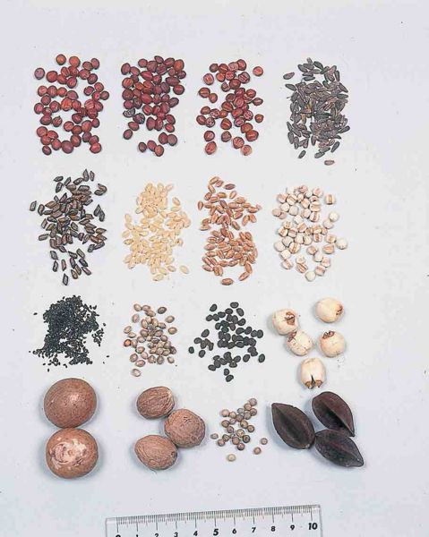 File:Fructus.jpg