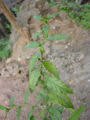 BG-sid18251.jpg