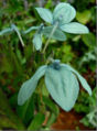 BG-ecb01051.jpg