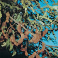 BG-tam11093.jpg