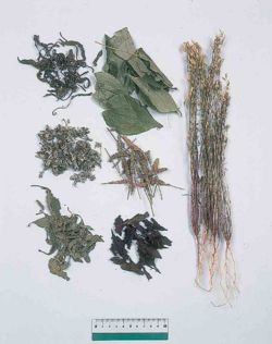 Herba.jpg