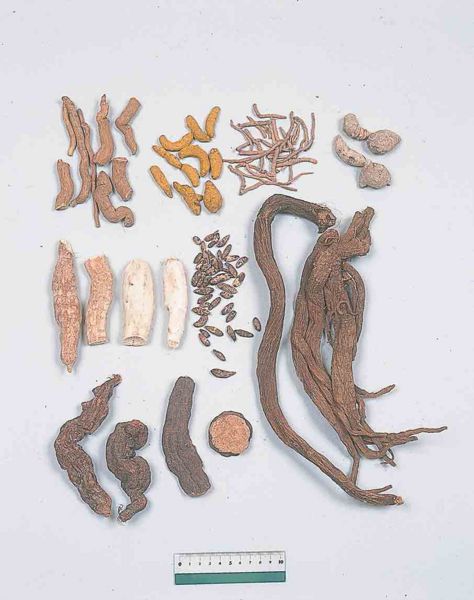 File:Alps:Rhizoma.jpg