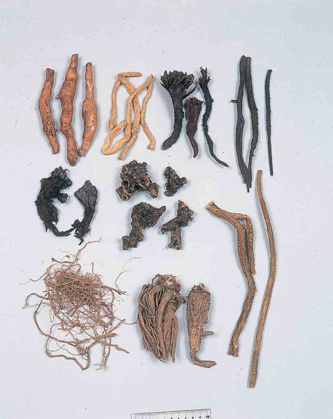 File:Alps:Rhizoma2.jpg