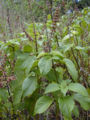 BG-oci06261.jpg