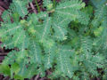 BG-phy17062.jpg