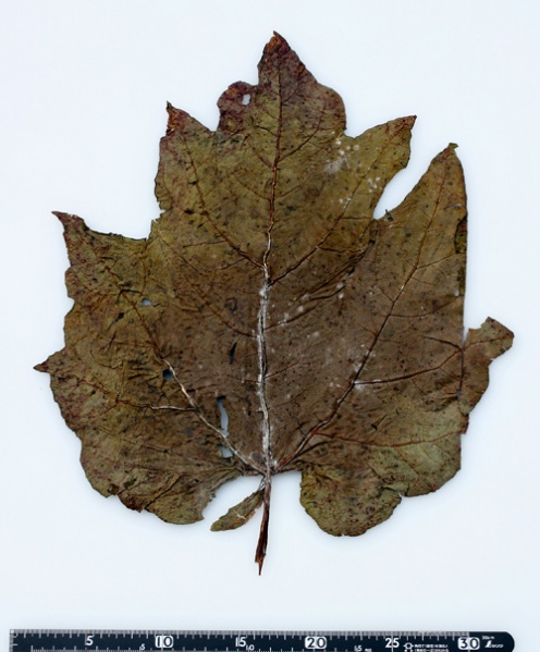 File:Tochimoto-Rhubarb-四川省若尓盖県-3 -1-05.jpg