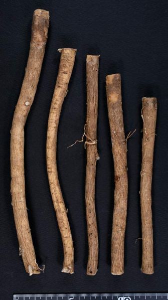 File:Tochimoto-Astragalus-オウギ-河北-綿耆-(美康)-06.jpg