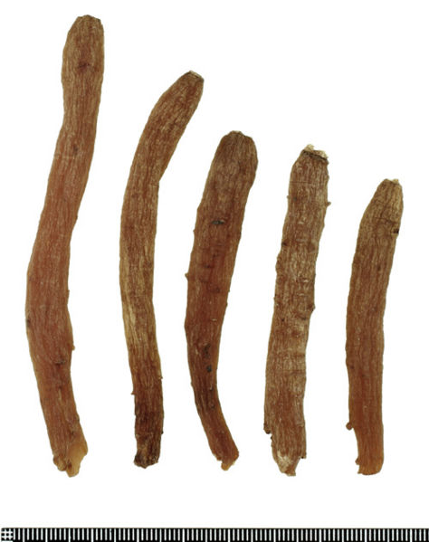 File:Tochimoto-Ginseng-コウジン-吉林-小支・B-03.jpg