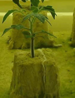 Horticulture-Solanum-lycopersicum-021.png