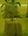 Thumbnail for version as of 16:15, 8 July 2011