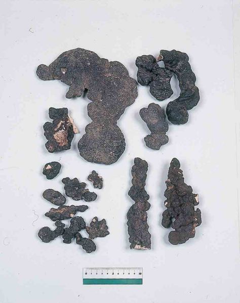 File:Alps:Polyporus.jpg