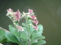 Thumbnail for version as of 12:14, 1 December 2010