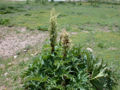 Tochimoto-Rhubarb-DSCN2759.jpg