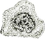 Tochimoto-Artemisia-茵陳蒿・長野・花柄1Ｊ.jpg