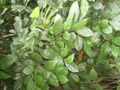 BG-str02211.jpg