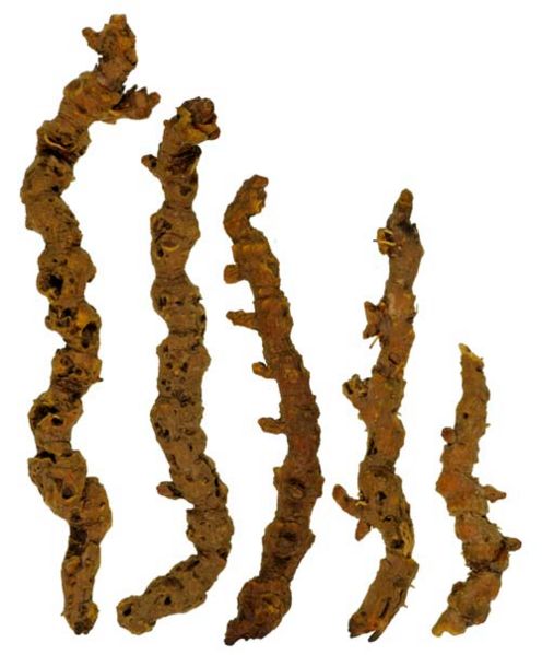 File:Tochimoto-Coptis-オウレン-福井-01.jpg