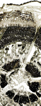 Tochimoto-Bupleurum-大叶柴胡・根茎J.jpg