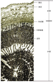 Tochimoto-Bupleurum-cmt228.jpg