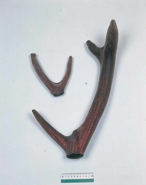 File:Alps:Velvet Horn3.jpg