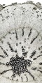 Thumbnail for version as of 12:14, 1 December 2010