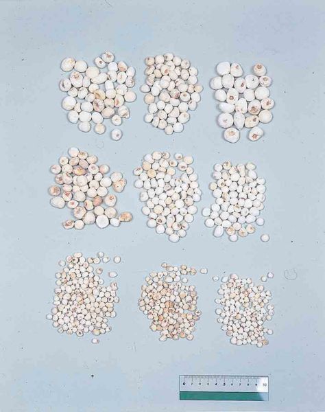 File:Alps:Pinelliae Tuber.jpg