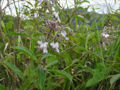 BG-cle01332.jpg