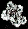 Thumbnail for version as of 12:14, 1 December 2010