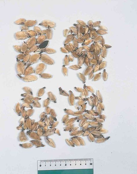 File:Alps:Magnoliae Flos.jpg