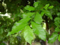 BG-str06061.jpg