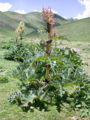 Tochimoto-Rhubarb-青海植物1.jpg