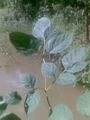 BG-oxo02091.jpg