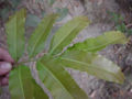 BG-lyg18241.jpg