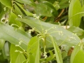 Thumbnail for version as of 12:14, 1 December 2010