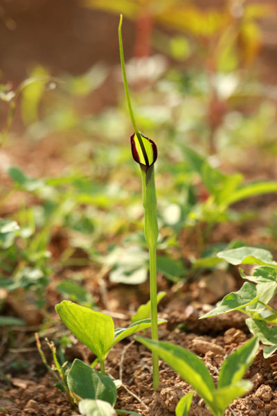 File:Tochimoto-Pinellia-757カラスビシャク.jpg