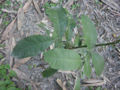 BG-gly18391.jpg
