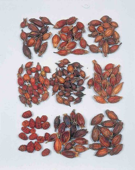 File:Alps:Gardeniae Fructus.jpg