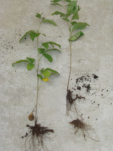 File:Tochimoto-Atractylodes-CIMG5754.jpg